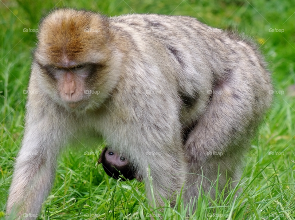 young baby forest monkey by gaillewisbraznell