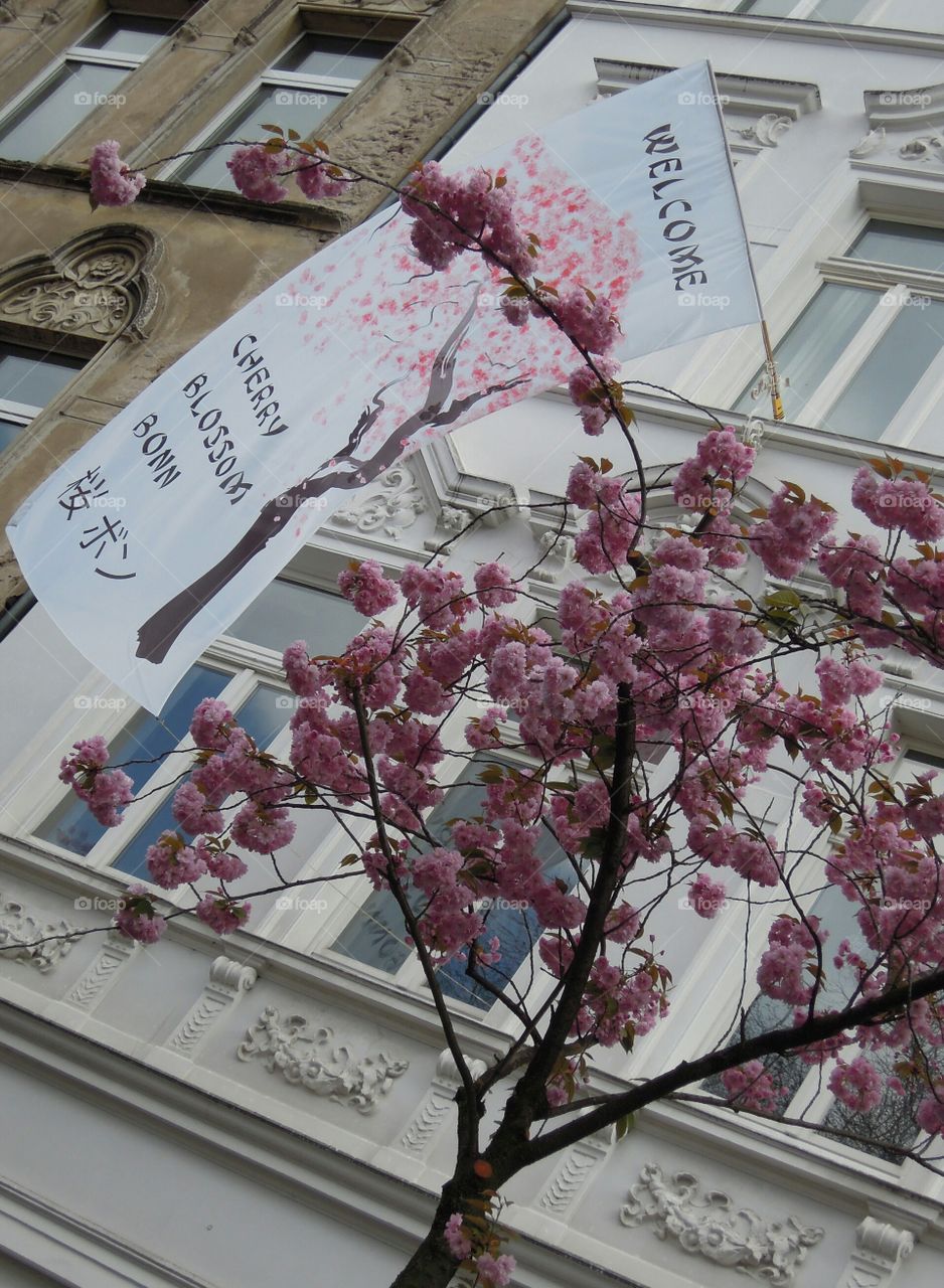 Kirschblüten Pracht in Bonn