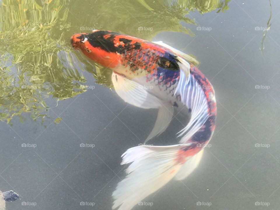 Koi Fish