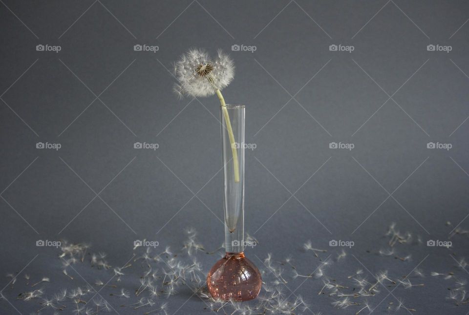 Dandelion in small vase