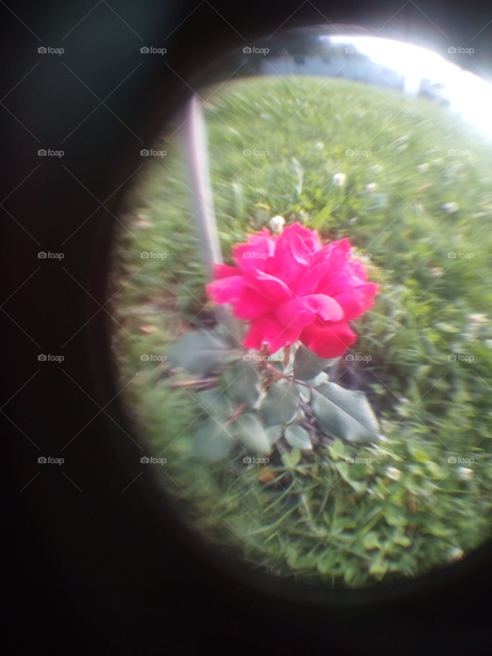 a rose for a rose just one single red Rose newly planted rose happy Rose happy day.