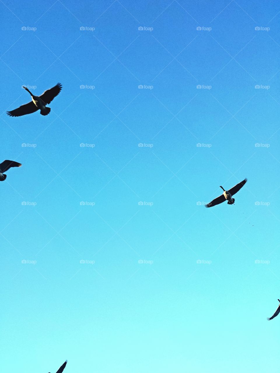 Canadian Geese Fly Over