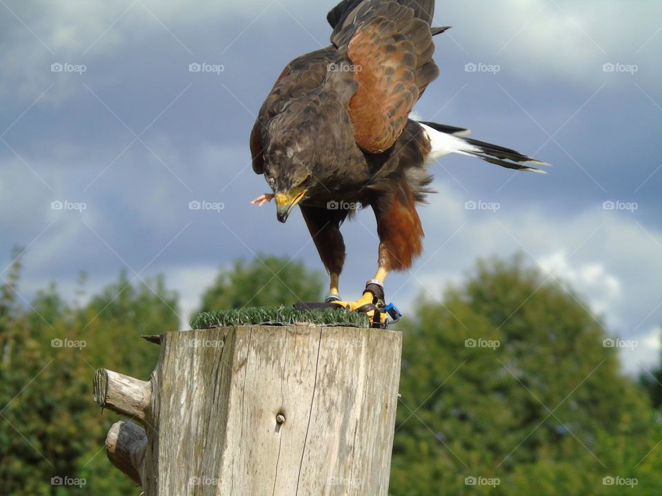 The Harris Hawk, chewing his supper, beautiful bird of prey, UK