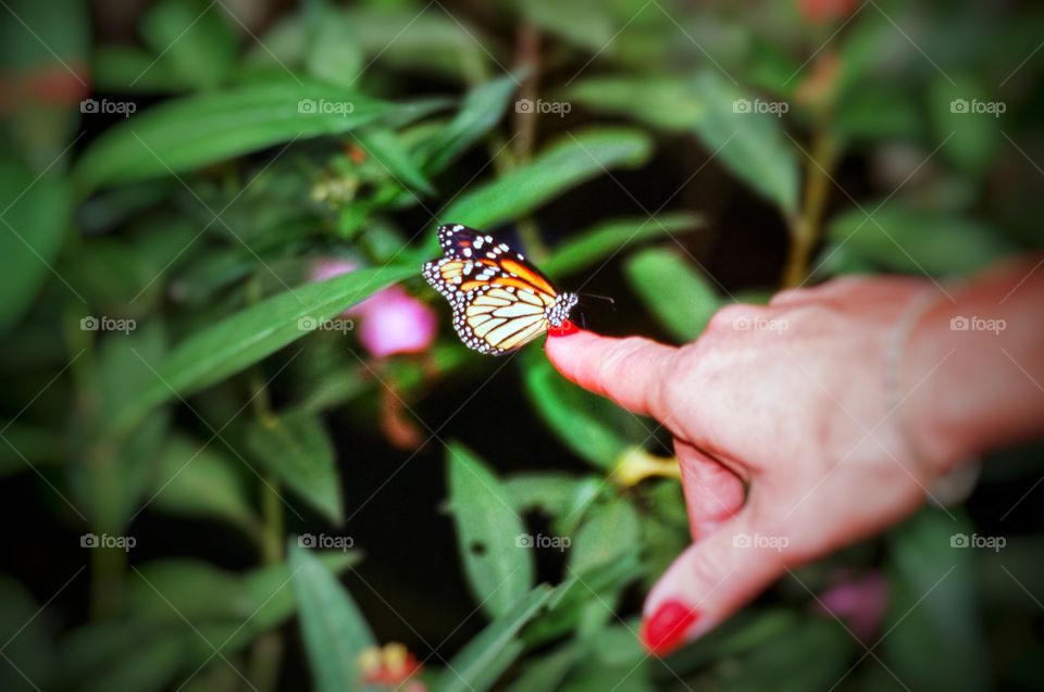 finger butterfly