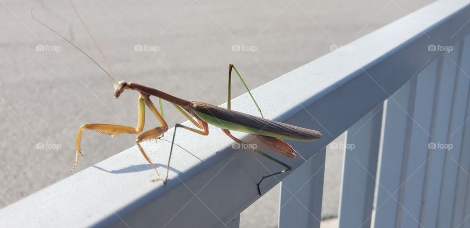 A Praying Mantis on a hot late summer day.