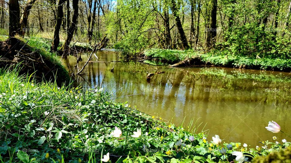 Stream in the wood