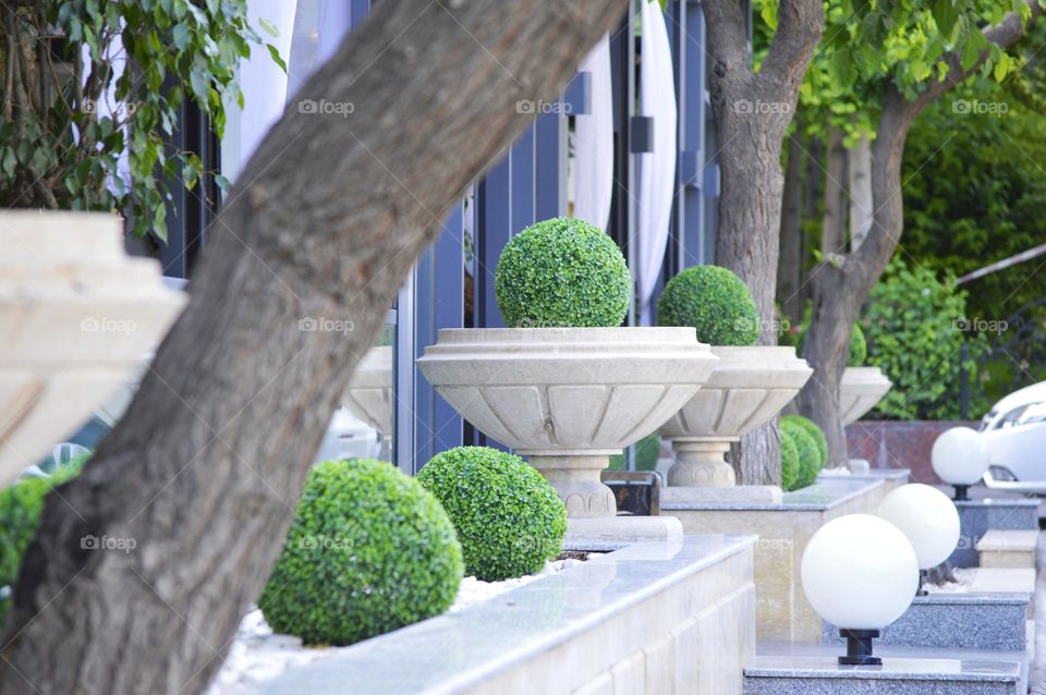 beautiful plants bush ball in the flower beds of the city