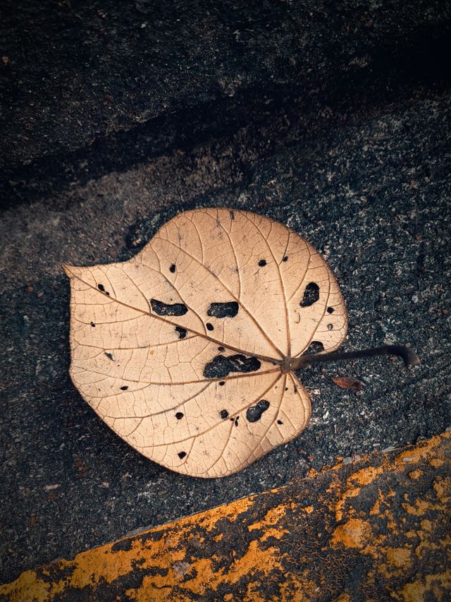 In autumn, a dead leaf on the ground.