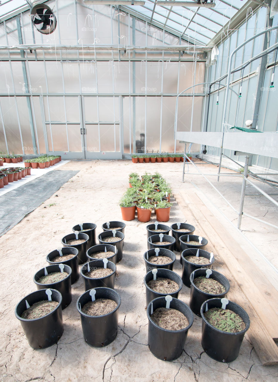 Plants in pots in greenhouse
