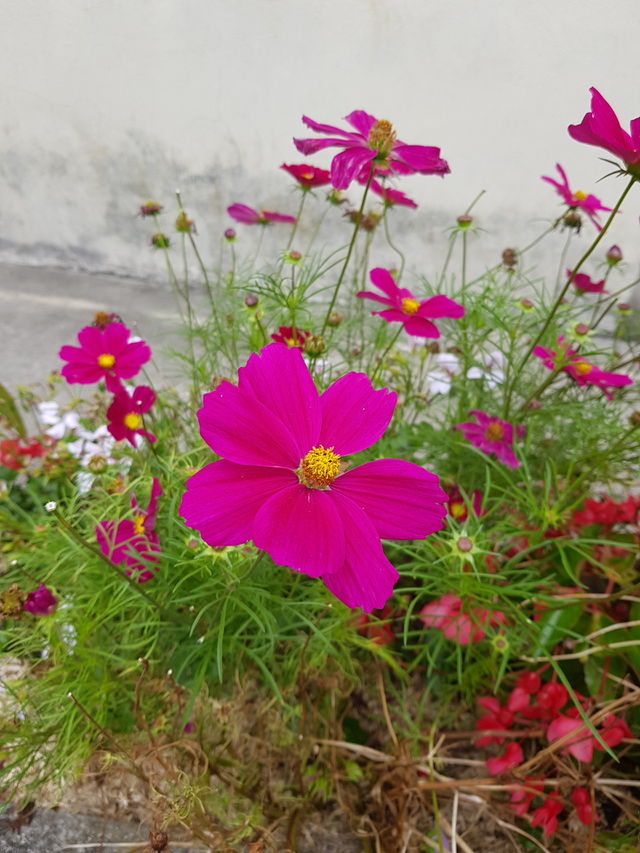 fuchsia flowers