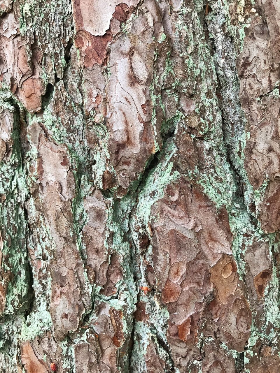 Tree bark texture/background 