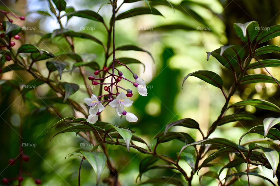 Tender hanging blooms among the jungle plants
