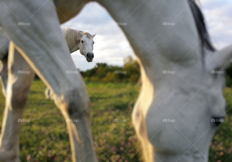 Two gray horses in a green spring pasture one in the forground grazing the other looking at the camera between the other horses neck and shoulder