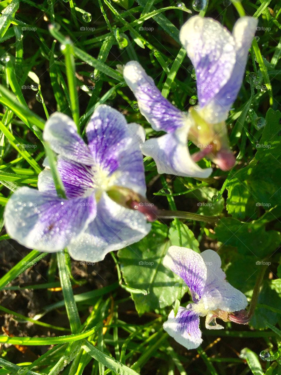 Wild Violets