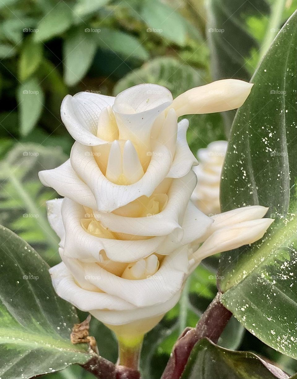 A beautiful white flower found on a walk thru the Costa Rican rainforest 