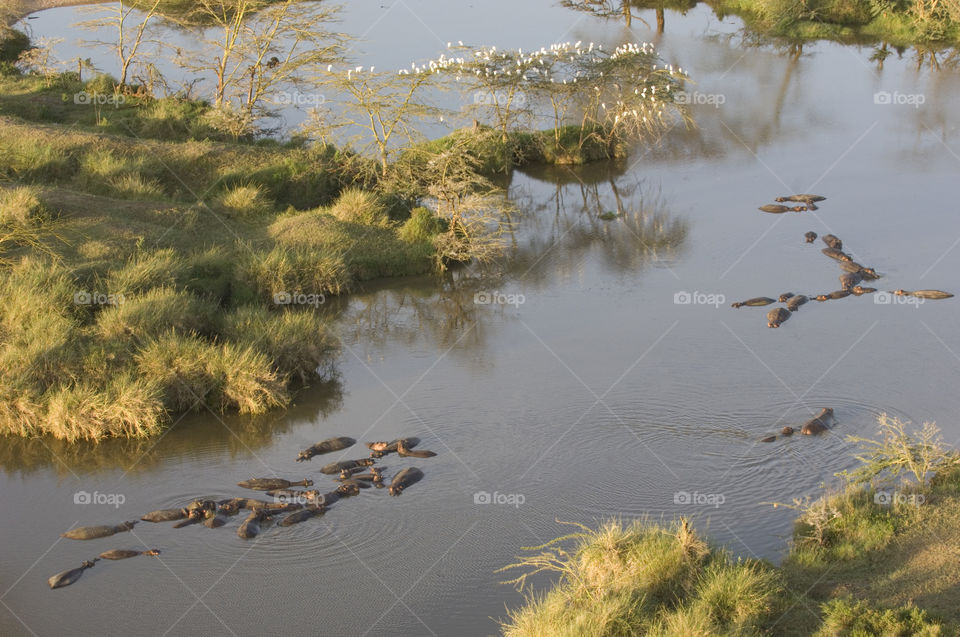 Hippos in a river taking from a hot air balloon over Tanzania.