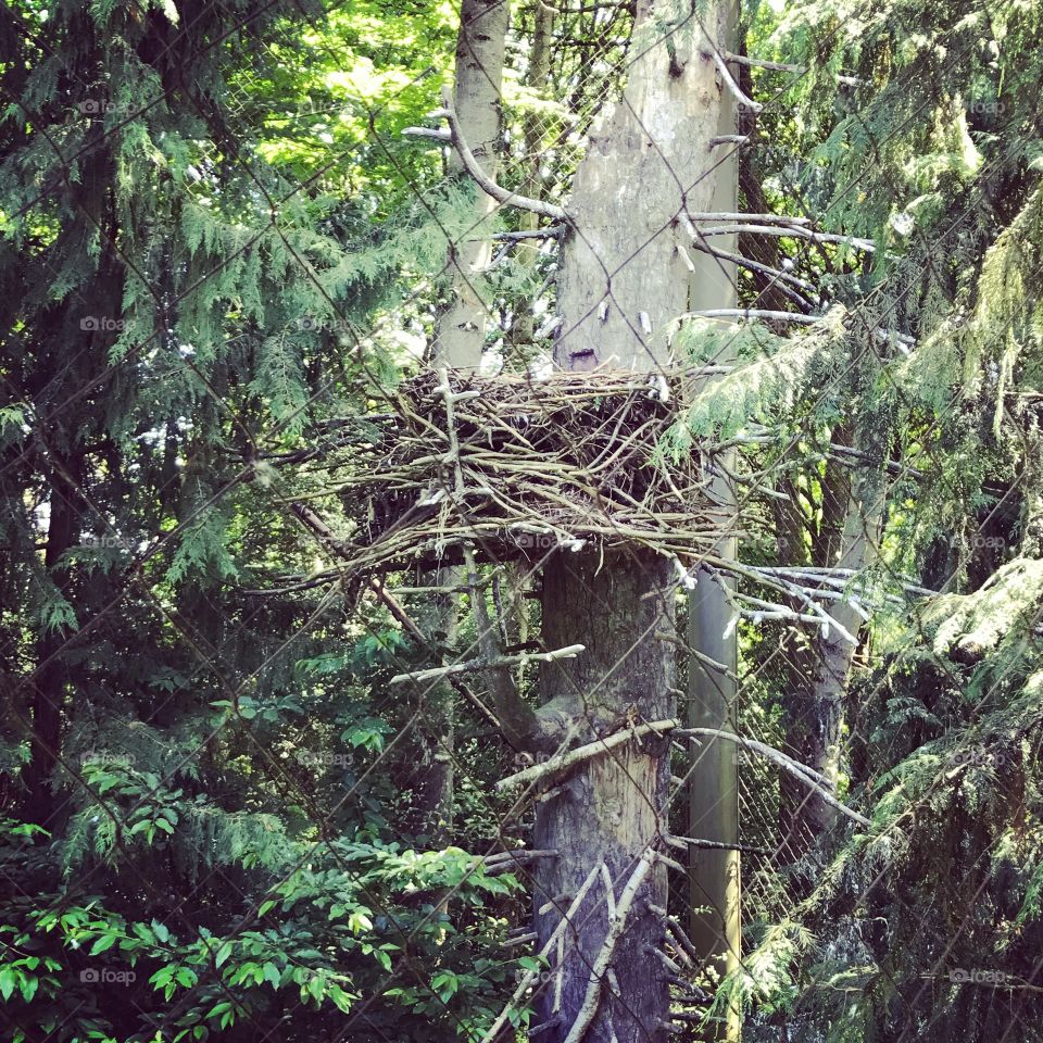 Eagles nest 