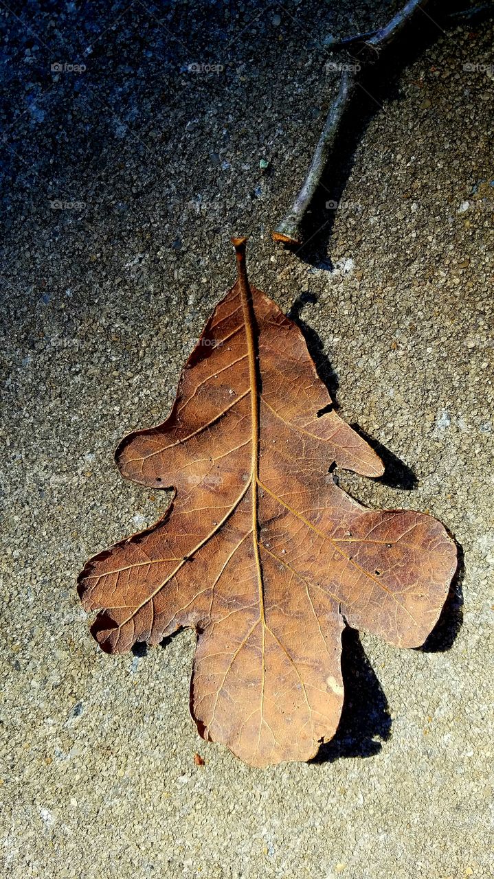 leaf on conc