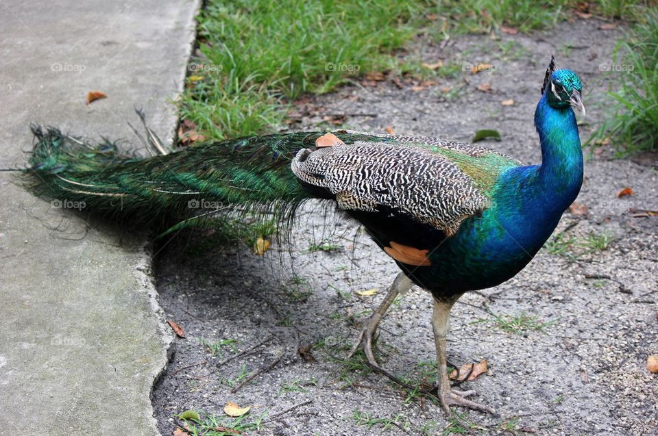 Peacock 