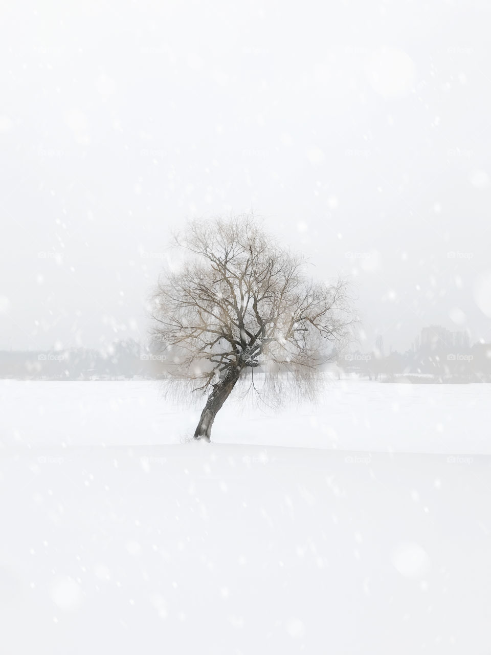 Tree under the falling snow in winter in the field 