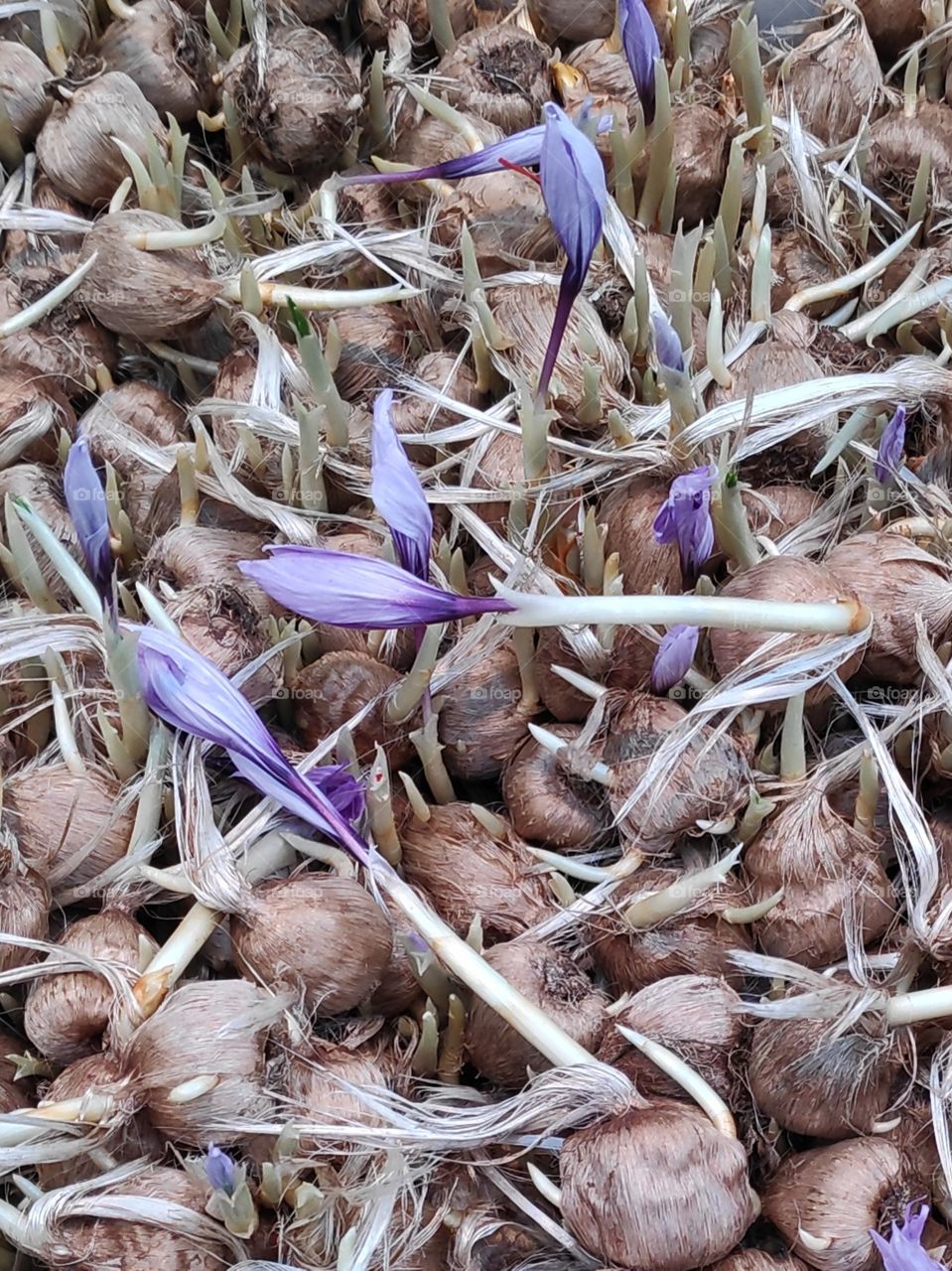Colchicum