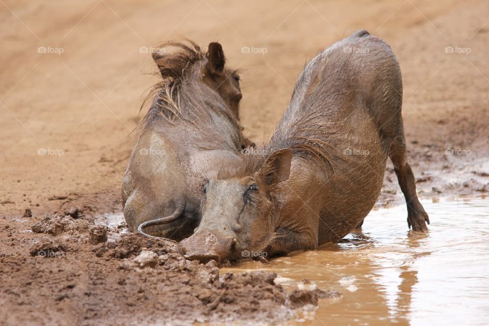 Warthog bath