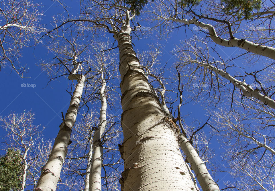 Birch tree in the fall