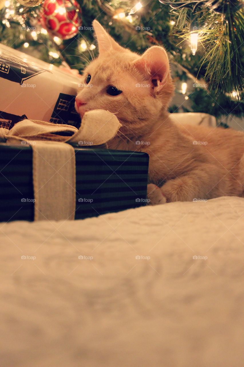 Kitty with presents 