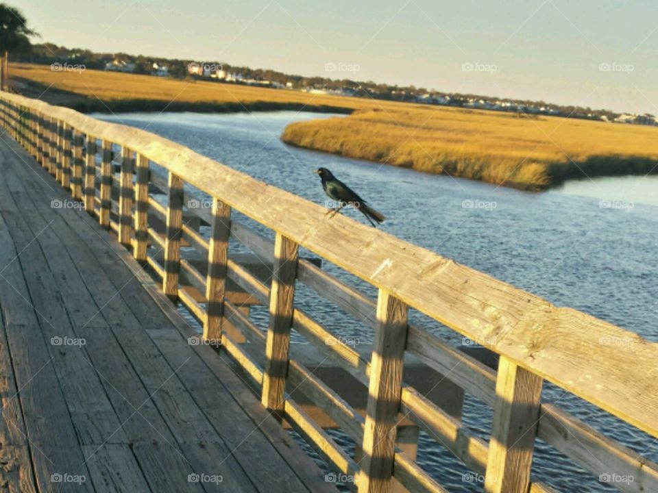 Hey there lonely bird.