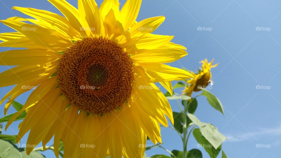 Sunflower head blooming under the open blue sky