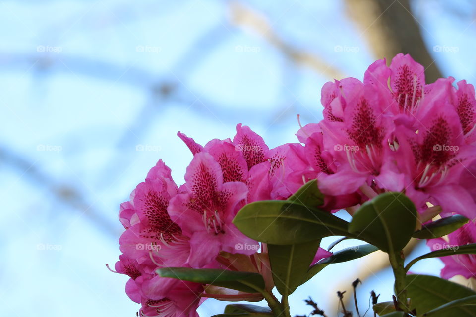 Spring flowers 