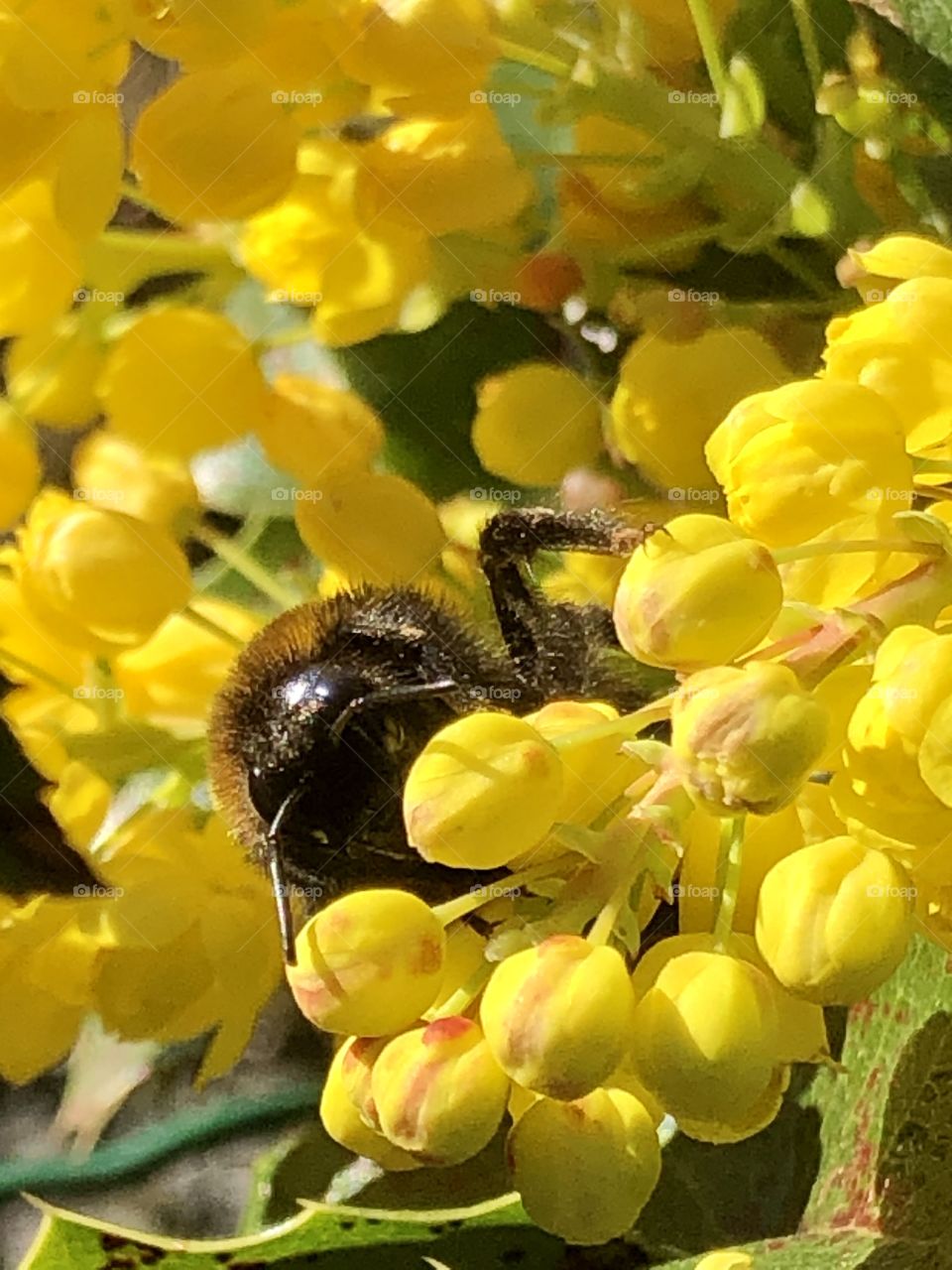 Bumblebee on yellow flower 