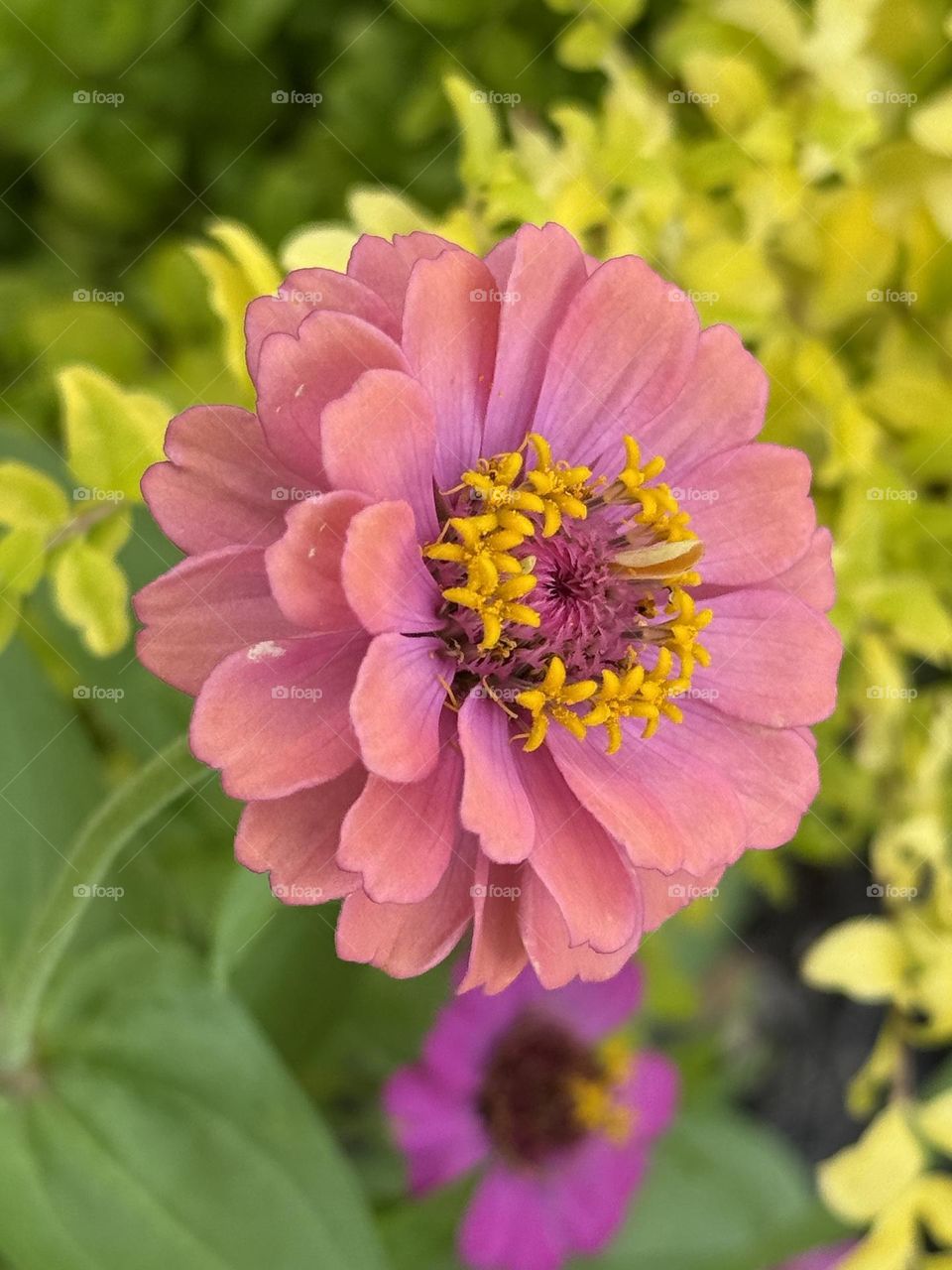 Zinnia