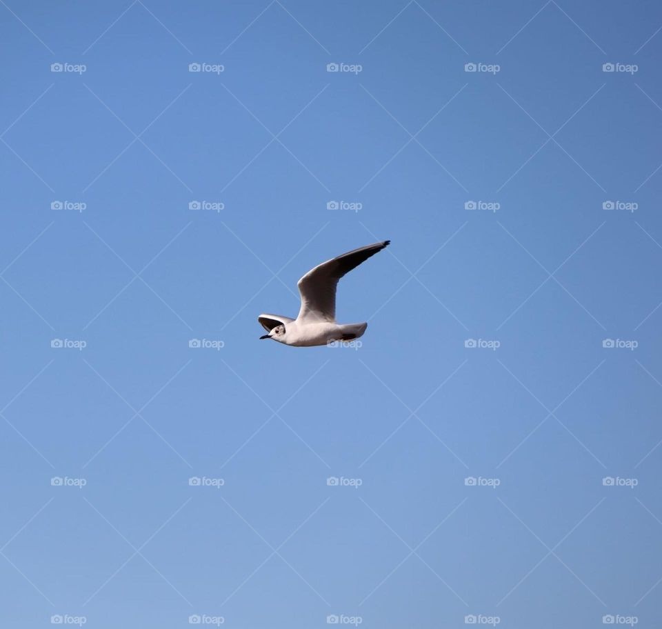 seagull