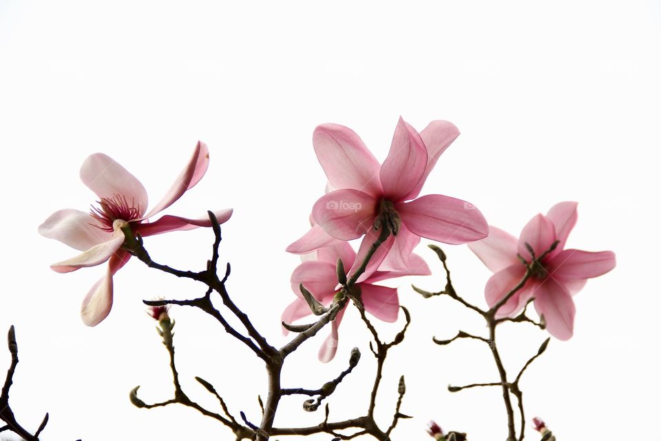 Magnolia 