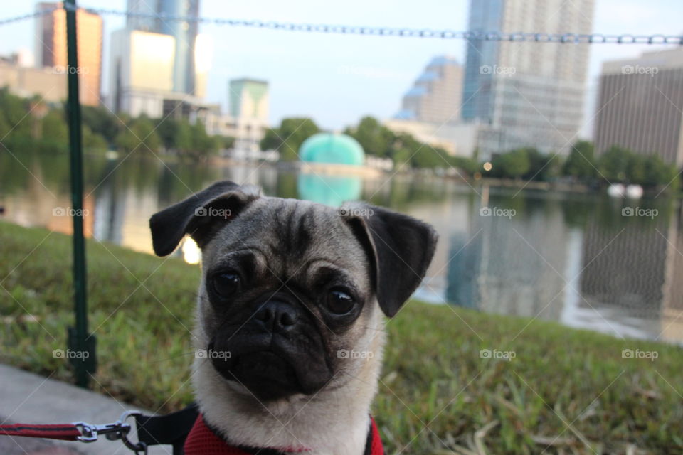 Pug at lake eola