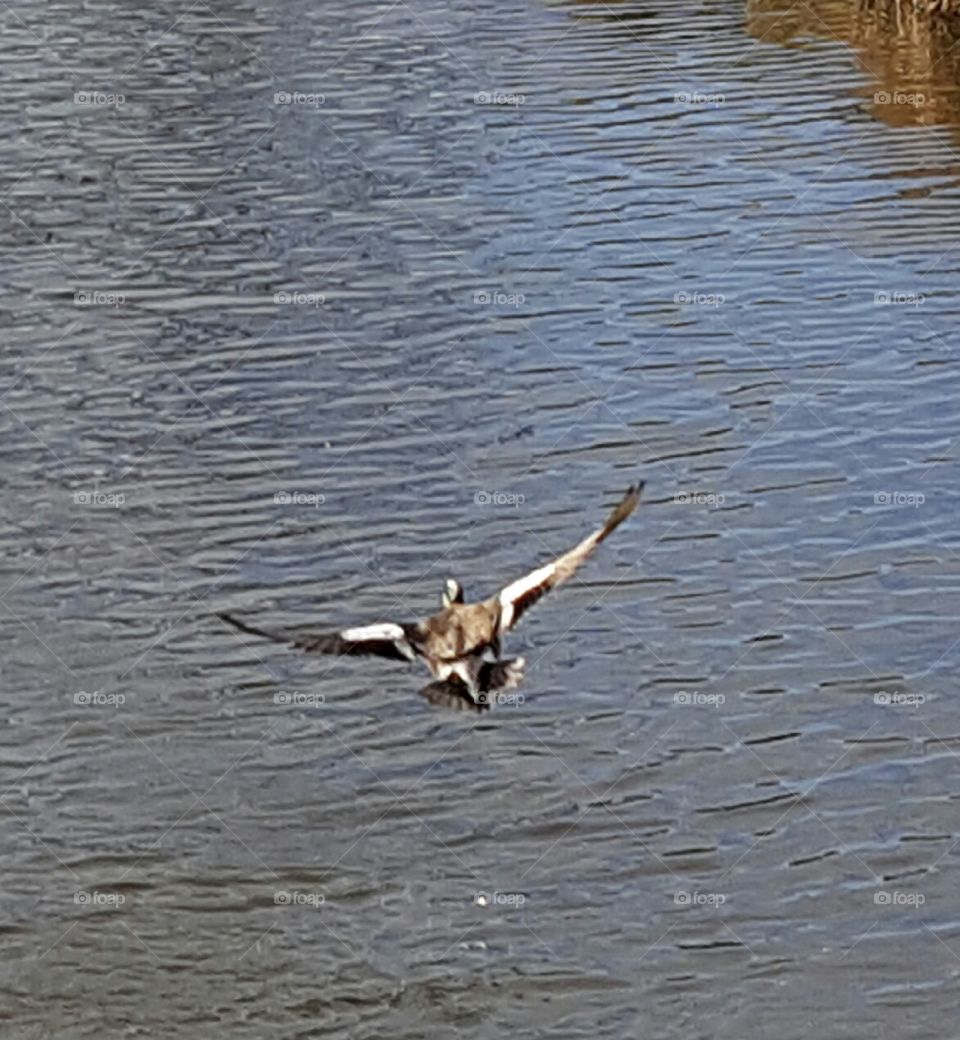 duck flying