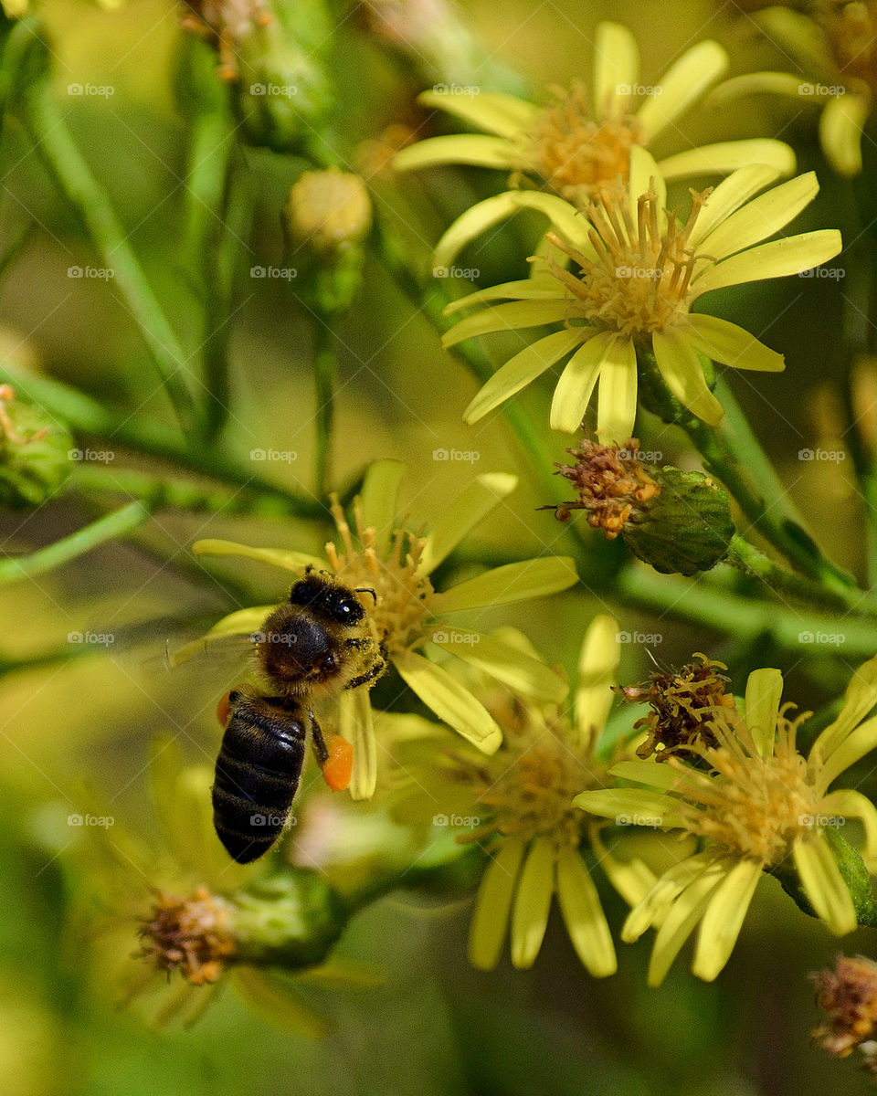 Bee and Yellow Flowers 