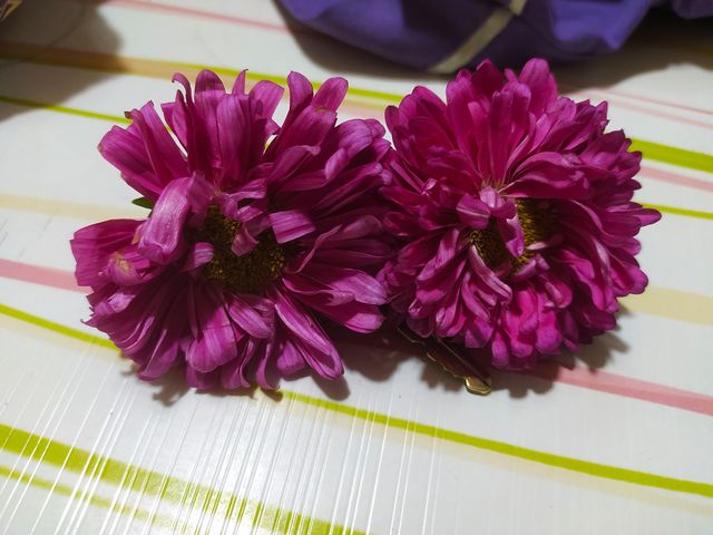 Shevanti Flowers Beauty in indian Gardens