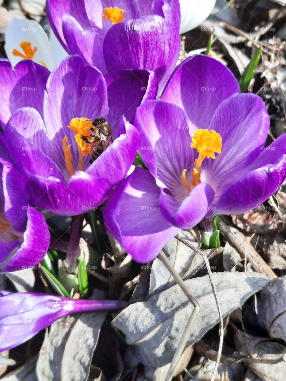 purple crocuses with  yellow anthers and  a pollinating bee