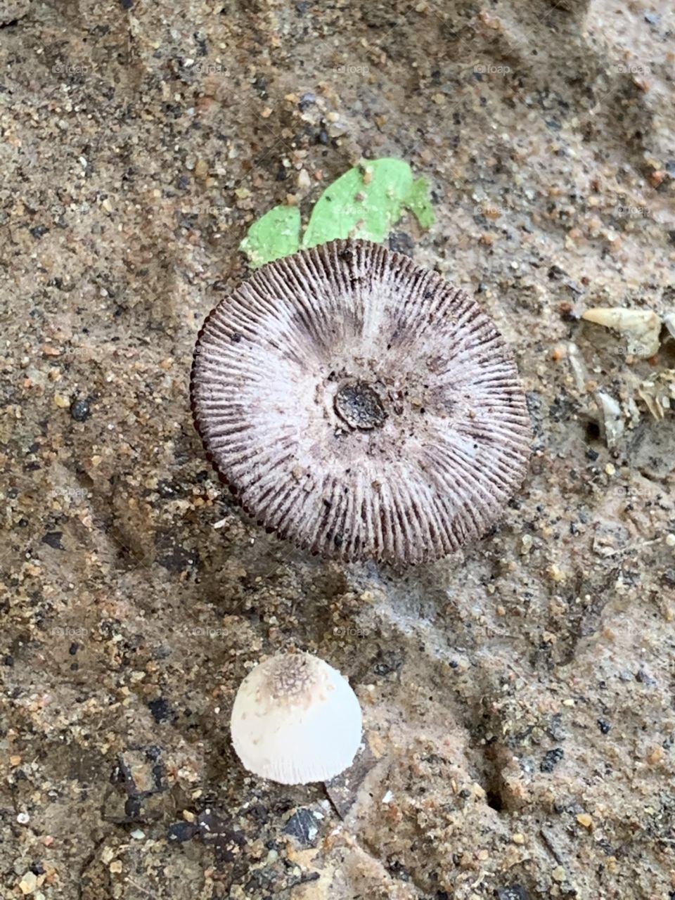 Shape of the mushrooms, Countryside (Thailand)