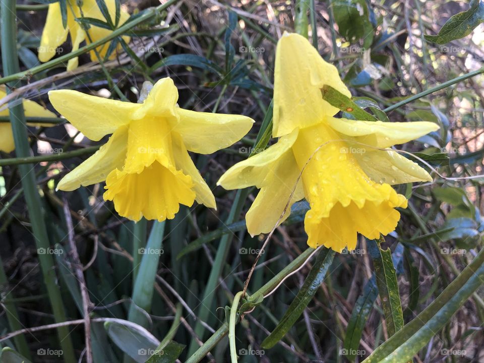 Once again our first daffodils from the garden in January 2020 and superb they are to.