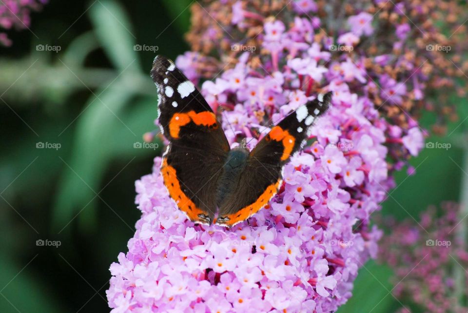 Atalanta butterfly on pink flower