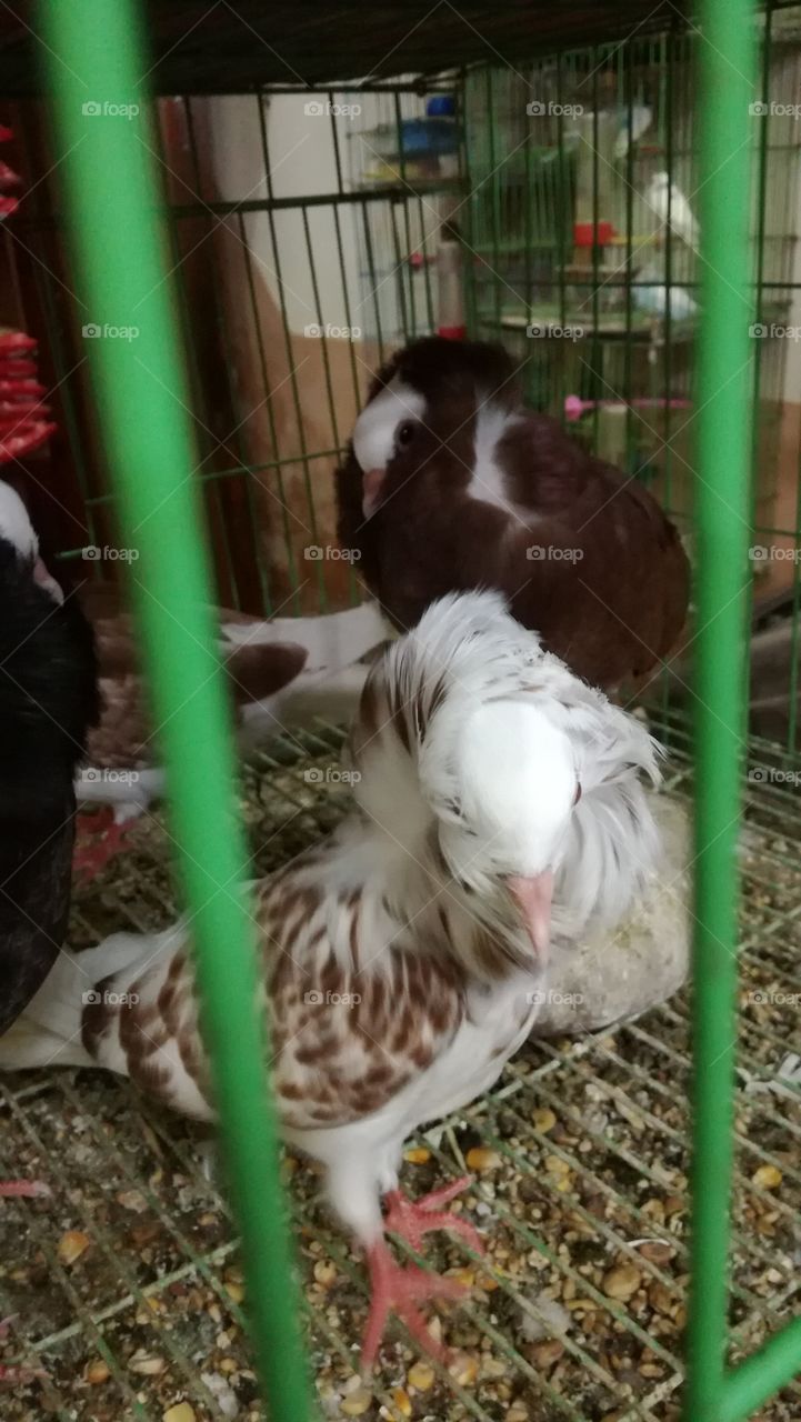 my best birds