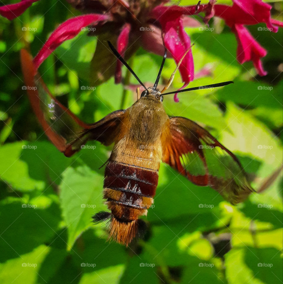 A Clearwing Hummingbird, makes a pit stop at some Beebalm flowers, on a  afternoon in Minnesota.