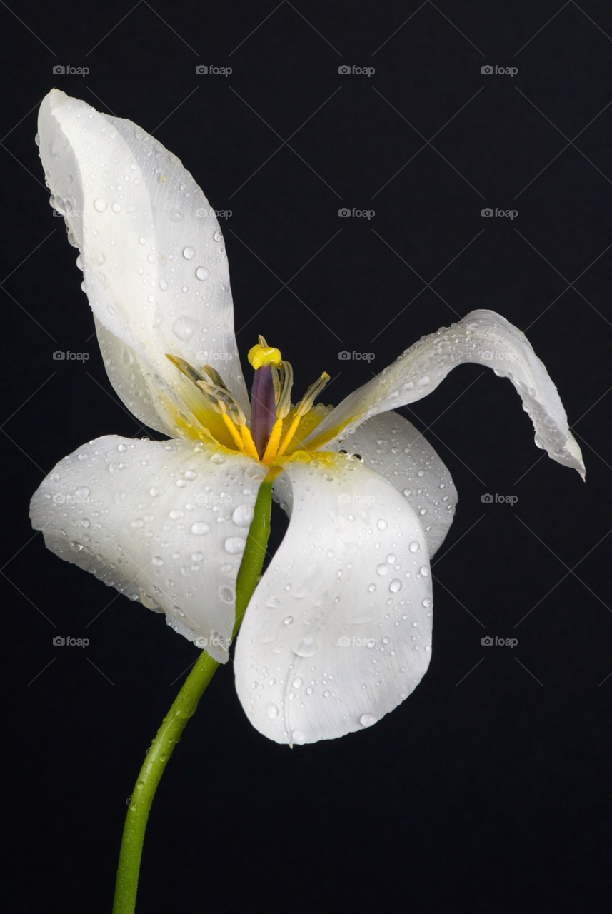flower water weather rain by mparratt