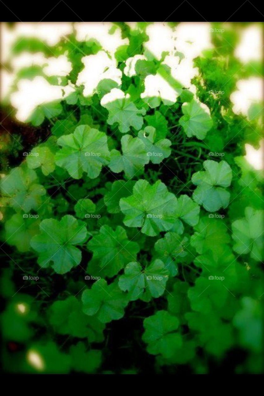 3 leaf clover 