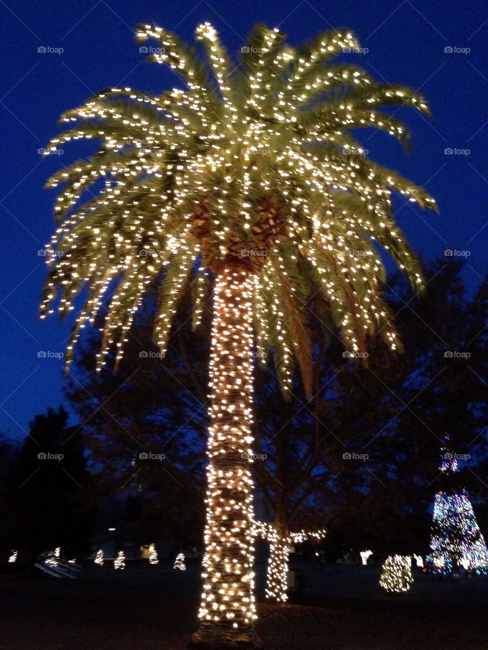 A palm tree decorated for Christmas in Charleston South Carolina.  