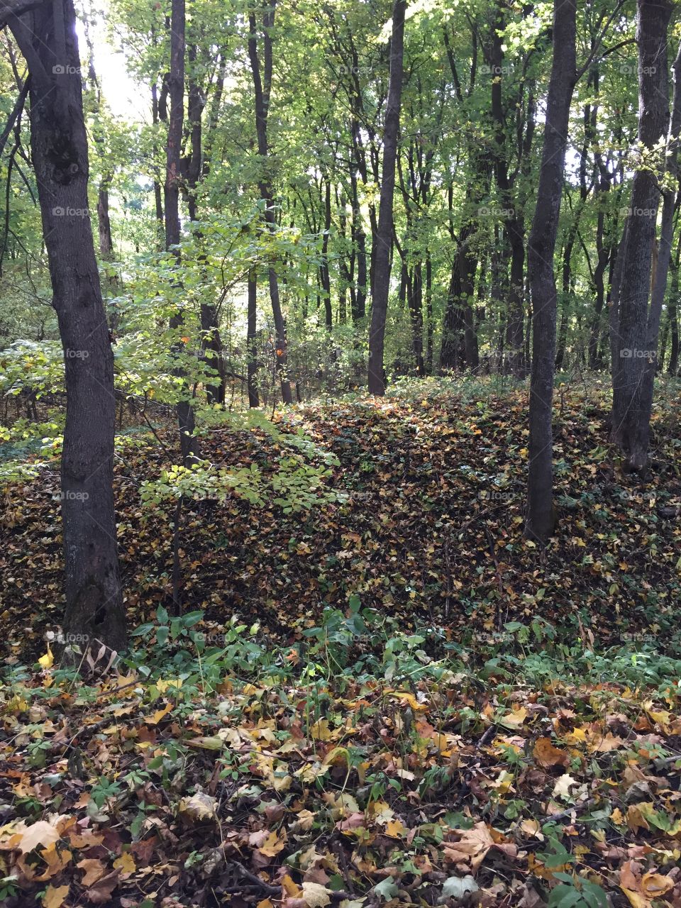 Autumn colors. October 