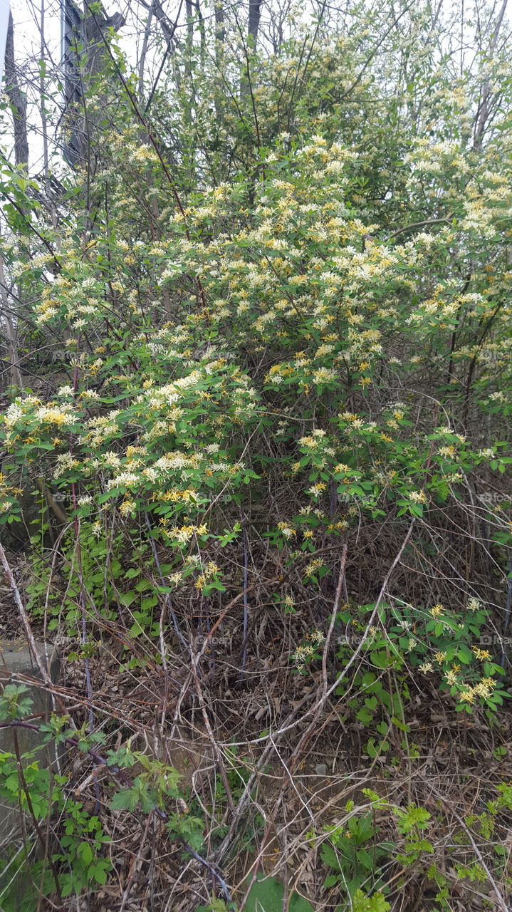 honeysuckle